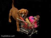 Staffordshire Bull Terrier - litter A