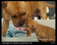 Staffordshire Bull Terrier - litter A