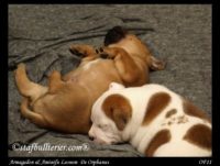 Staffordshire Bull Terrier - litter A