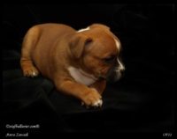 Staffordshire Bull Terrier - litter A