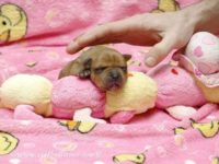 Staffordshire Bull Terrier - litter A