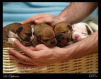 Staffordshire Bull Terrier - litter A