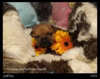 Staffordshire Bull Terrier - litter A