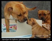 Staffordshire Bull Terrier - litter A