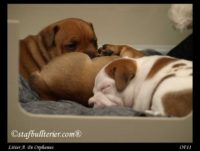 Staffordshire Bull Terrier - litter A