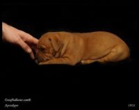 Staffordshire Bull Terrier - litter A