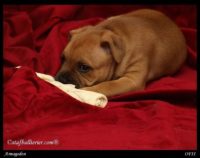 Staffordshire Bull Terrier - litter A