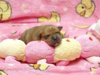 Staffordshire Bull Terrier - litter A