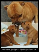 Staffordshire Bull Terrier - litter A