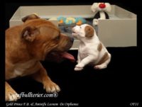 Staffordshire Bull Terrier - litter A