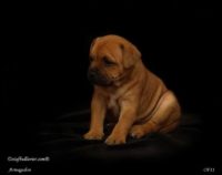 Staffordshire Bull Terrier - litter A