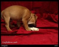 Staffordshire Bull Terrier - litter A