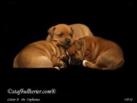 Staffordshire Bull Terrier - litter A