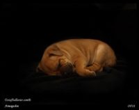 Staffordshire Bull Terrier - litter A