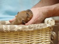 Staffordshire Bull Terrier - litter A