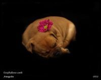 Staffordshire Bull Terrier - litter A