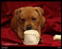 Staffordshire Bull Terrier - litter A