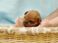 Staffordshire Bull Terrier - litter A