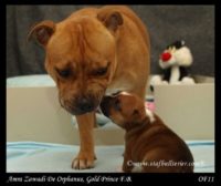 Staffordshire Bull Terrier - litter A