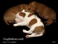 Staffordshire Bull Terrier - litter A