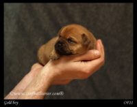 Staffordshire Bull Terrier - litter A