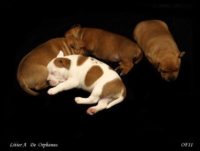 Staffordshire Bull Terrier - litter A