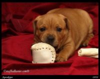 Staffordshire Bull Terrier - litter A