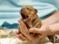 Staffordshire Bull Terrier - litter A