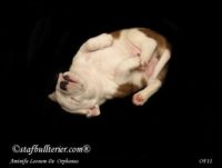 Staffordshire Bull Terrier - litter A