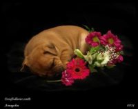 Staffordshire Bull Terrier - litter A