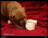 Staffordshire Bull Terrier - litter A