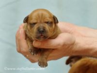 Staffordshire Bull Terrier - litter A