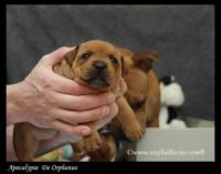 Staffordshire Bull Terrier - litter A