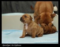 Staffordshire Bull Terrier - litter A