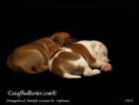 Staffordshire Bull Terrier - litter A