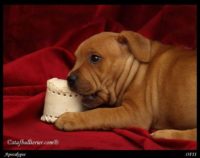 Staffordshire Bull Terrier - litter A