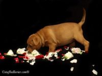 Staffordshire Bull Terrier - litter A