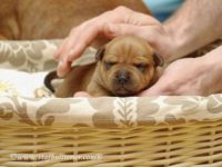 Staffordshire Bull Terrier - litter A