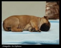 Staffordshire Bull Terrier - litter A