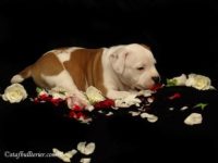 Staffordshire Bull Terrier - litter A