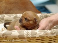 Staffordshire Bull Terrier - litter A