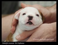 Staffordshire Bull Terrier - litter A