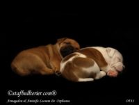 Staffordshire Bull Terrier - litter A