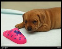 Staffordshire Bull Terrier - litter A