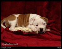 Staffordshire Bull Terrier - litter A