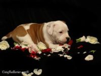 Staffordshire Bull Terrier - litter A