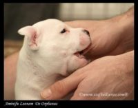 Staffordshire Bull Terrier - litter A