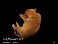 Staffordshire Bull Terrier - litter A