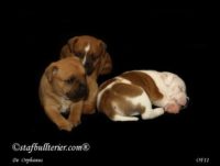 Staffordshire Bull Terrier - litter A