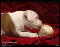 Staffordshire Bull Terrier - litter A